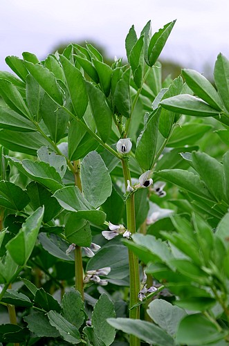Détail fleurs de plant de fèves