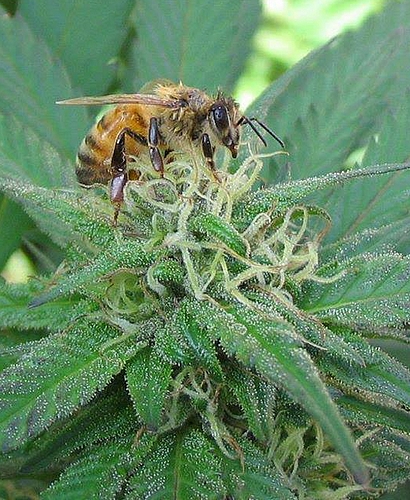 Abeille butinant une fleur de cannabis